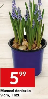 Muscari doniczka 9 cm promocja w Twój Market