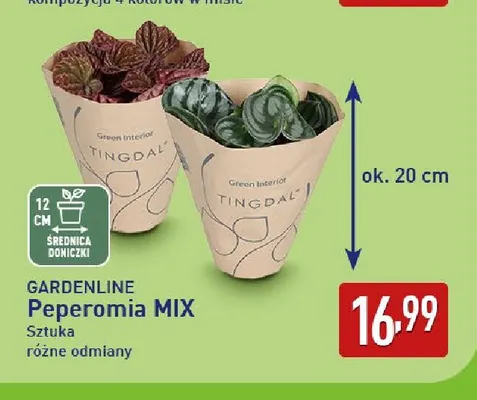 Peperomia mix Gardenline promocja w Aldi