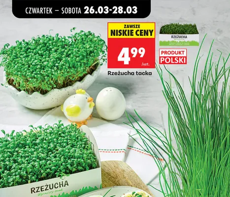 Rzeżucha tacka promocja w Biedronka