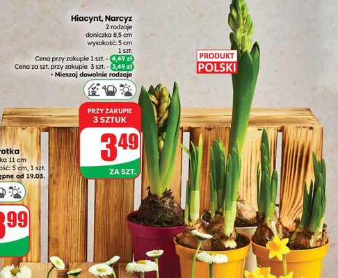 Hiacynt, Narcyz 2 rodzaje doniczka 8.5cm wysokość: 5cm promocja w Dino