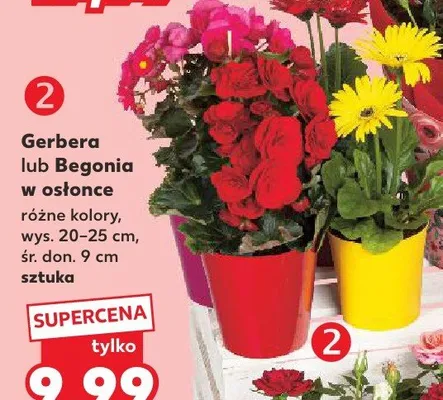 Gerbera w osłonce wys. 20-25cm śr. don. 9cm promocja w Kaufland