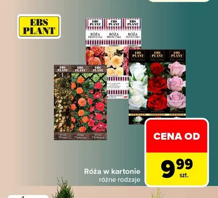 Róża w kartonie Ebs Plant promocja w Carrefour