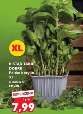 Bazylia w doniczce XL K-Stąd Takie Dobre promocja w Kaufland