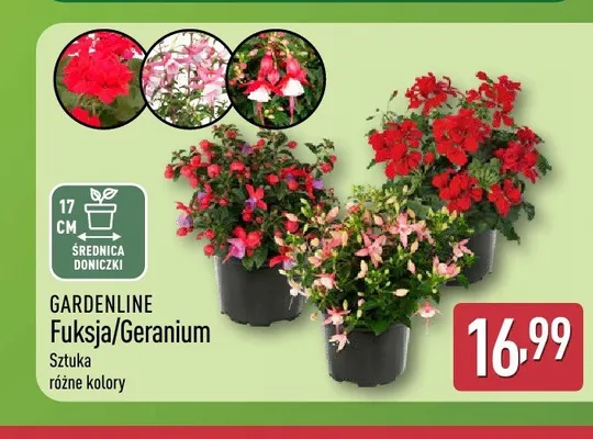 Fuksja i Geranium GARDENLINE promocja w Aldi