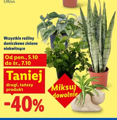 Rośliny doniczkowe zielone niekwitnące promocja w Lidl