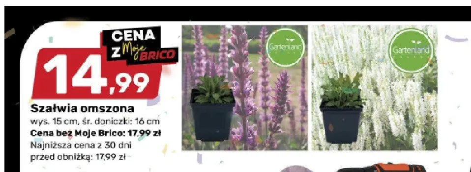 Szałwia omszona Gartenland wys. 15cm, śr. doniczki: 16cm promocja w Bricomarche
