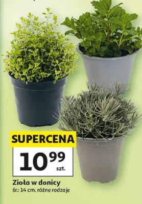 Zioła w donicy promocja w Auchan