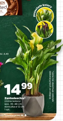 Zantedeschia promocja w Netto