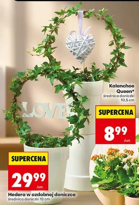 Hedera w ozdobnej doniczce średnica doniczki 13 cm promocja w Biedronka