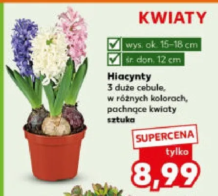 Hiacynty 3 duże cebule, w różnych kolorach, pachnące kwiaty promocja w Kaufland