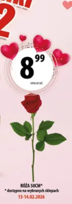 Róża 50cm promocja w Arhelan