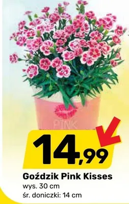 Goździk Pink Kisses promocja w Bricomarche