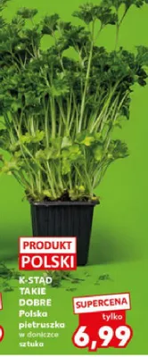 Pietruszka K-STĄD TAKIE DOBRE Polska pietruszka w doniczce promocja w Kaufland