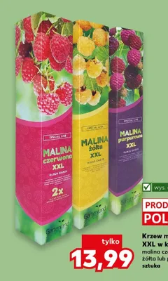 Krzew malinowy XXL w kartonie malina czarna, czerwona, żółta lub purpurowa promocja w Kaufland