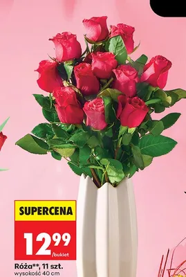 Róża promocja w Biedronka