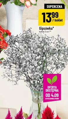 Gipsówka bukiet 5-pak promocja w POLOmarket