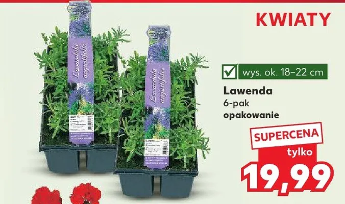 Lawenda 6-pak promocja w Kaufland