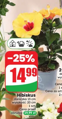 Hibiskus promocja w Dino