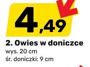 Owies w doniczce promocja w Bricomarche