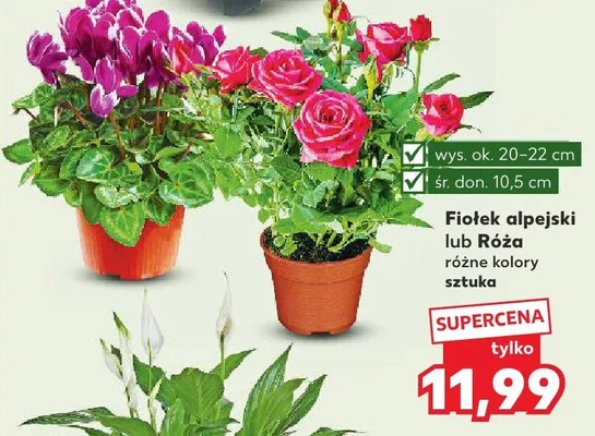 Róża promocja w Kaufland