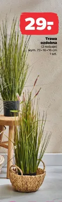 Trawa ozdobna promocja w Netto