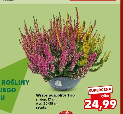 Wrzos pospolity Trio promocja w Kaufland
