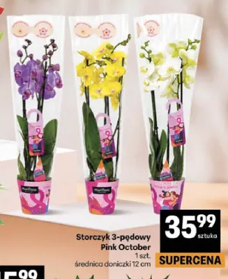 Storczyk 3-pędowy Pink October promocja w Delikatesy Centrum