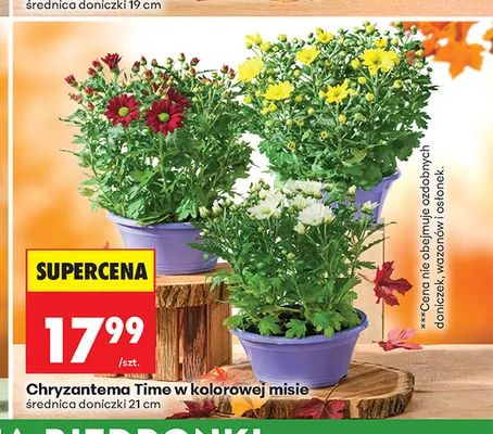 Chryzantema Time w kolorowej misie promocja w Biedronka