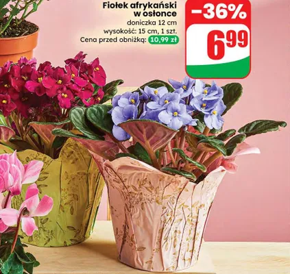 Fiołek afrykański w osłonce promocja w Dino