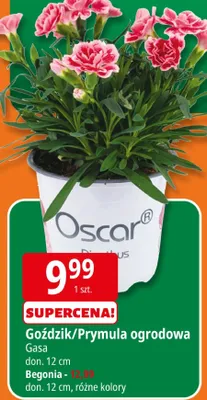 Goździk/Prymula ogrodowa Begonia promocja w Leclerc