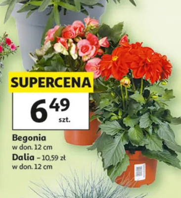 Rośliny promocja w Auchan