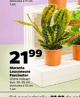 Maranta Leuconeura Fascinator promocja w Netto
