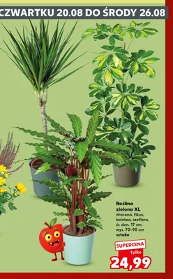 Szeflera Xl promocja w Kaufland