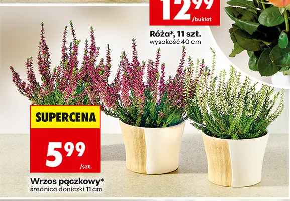 Wrzos pączkowy promocja w Biedronka