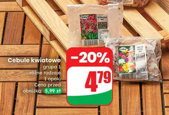Cebule kwiatowe grupa 1 różne rodzaje 1 opak. promocja w Dino