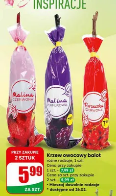 Krzew owocowy balot różne rodzaje promocja w Dino