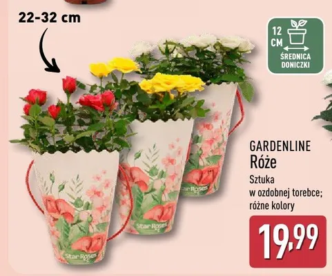 Róże sztuka w ozdobnej torebce; różne kolory promocja w Aldi