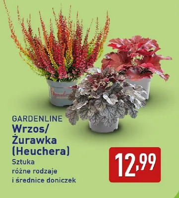 Żurawka Heuchera Gardenline promocja w Aldi