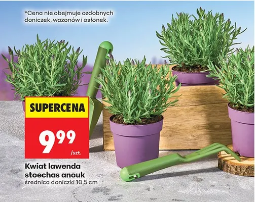 Kwiat lawenda stoechas anouk średnica doniczki 10,5cm promocja w Biedronka