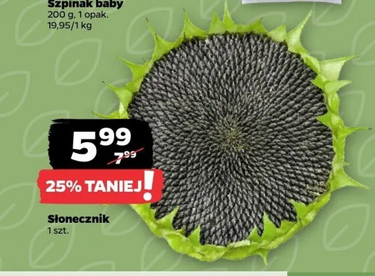 Słonecznik promocja w Netto