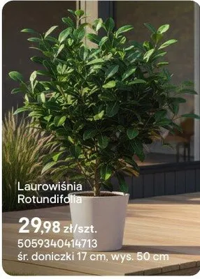 Laurowiśnia Rotundifolia promocja w Castorama