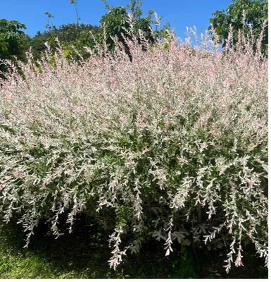 Katalog ogród, strona 77 promocja w Bricomarche