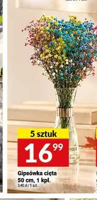 Gipsówka cięta 50 cm promocja w Twój Market