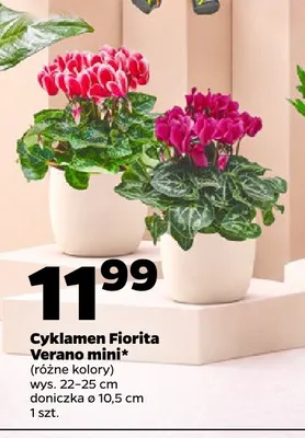 Cyklamen Fiorita Verano mini promocja w Netto