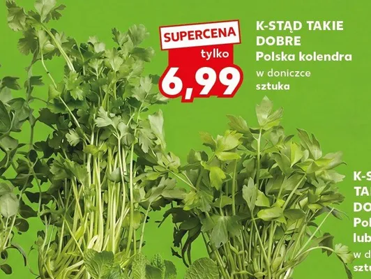 Kolendra w doniczce sztuka promocja w Kaufland