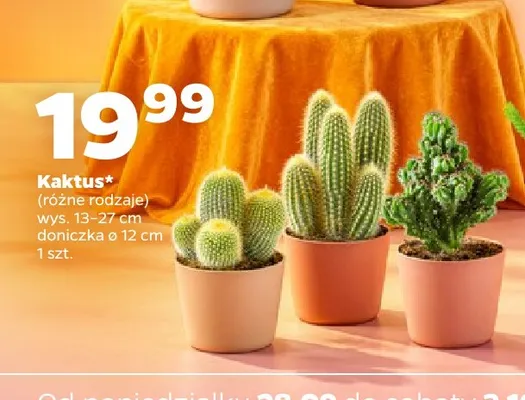 Kaktus promocja w Netto