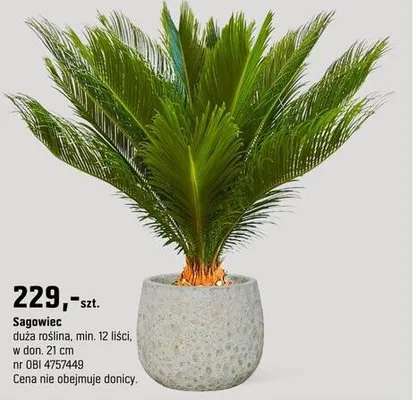 Palma Sagowiec promocja w OBI