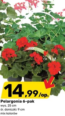 Pelargonia 6-pak promocja w Bricomarche