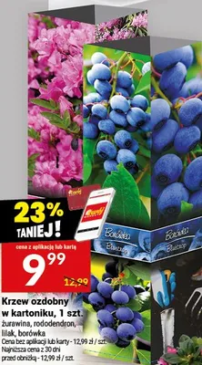 Krzew ozdobny w kartoniku żurawina, rododendron, lilak, borówka promocja w Twój Market