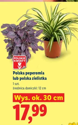 Peperomia lub zielistka promocja w Lidl